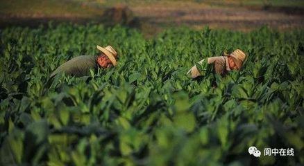 閬中五鄉鎮榮膺國家級生態農業榮譽，鄉村振興再添新名片