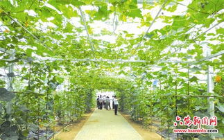 堅持綠色發展，打造生態農業新篇章