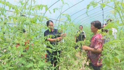 邵陽市大祥區 繪就農業發展新畫卷，生態農業綻放璀璨光芒